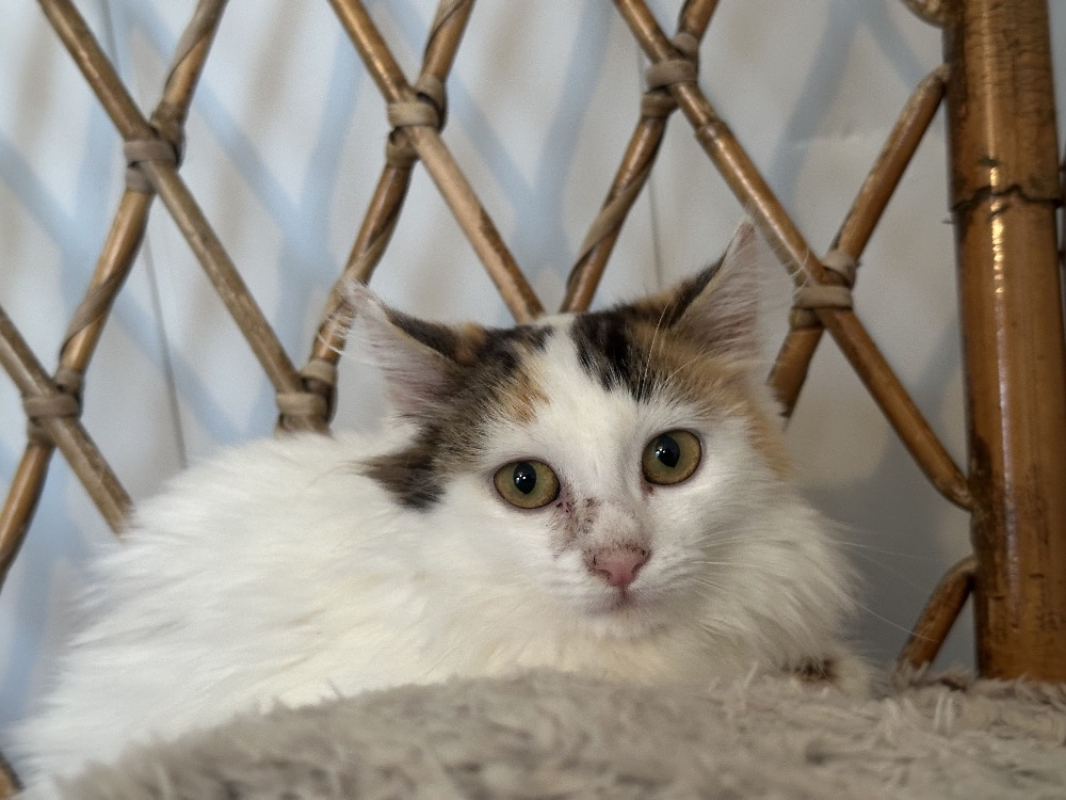 Photo #1 de Adélaïde