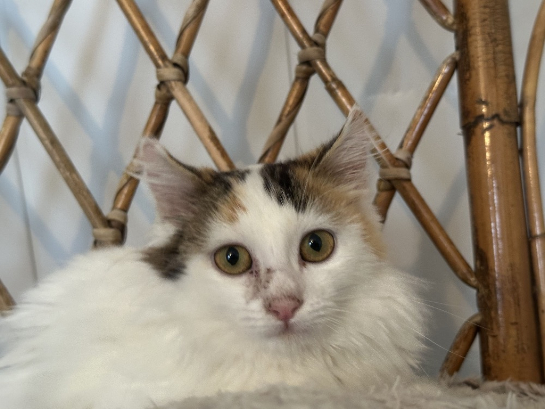 Photo #2 de Adélaïde