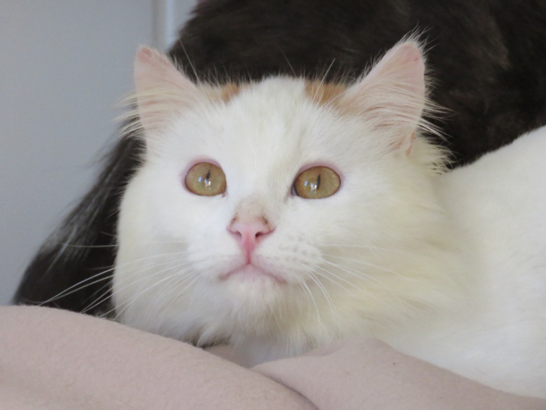 Photo #1 de Aristide