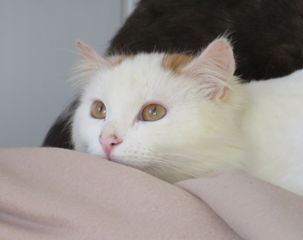 Photo #2 de Aristide