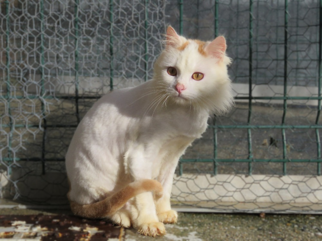 Photo #3 de Aristide