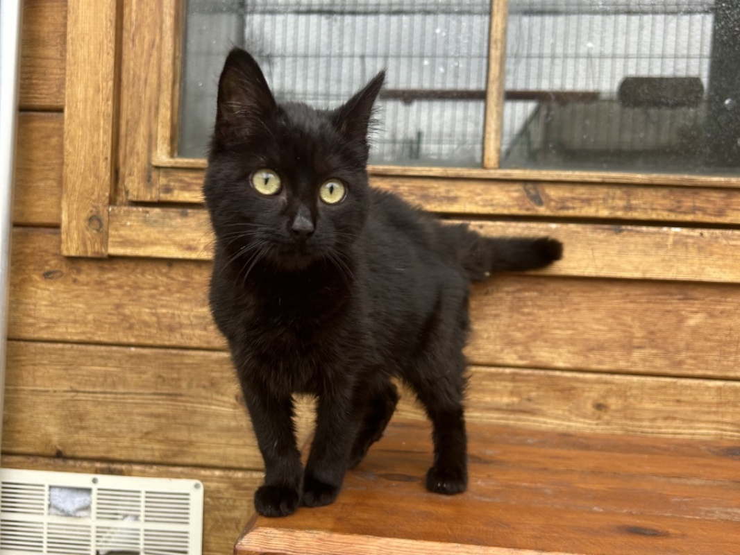 Photo #1 de Anémone