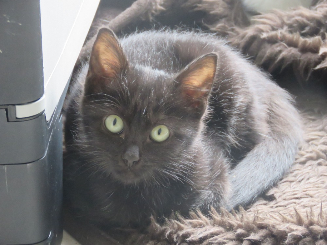 Photo #3 de Anémone