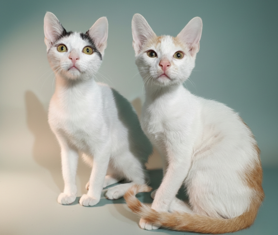 Photo #1 de Trompette