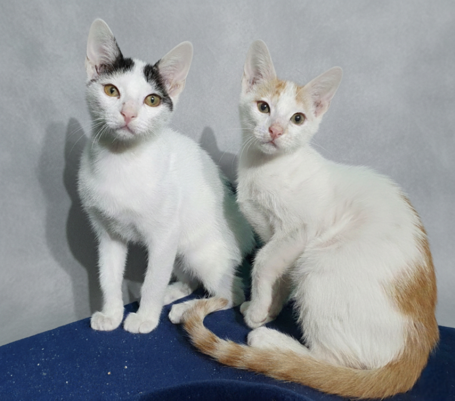 Photo #2 de Trompette