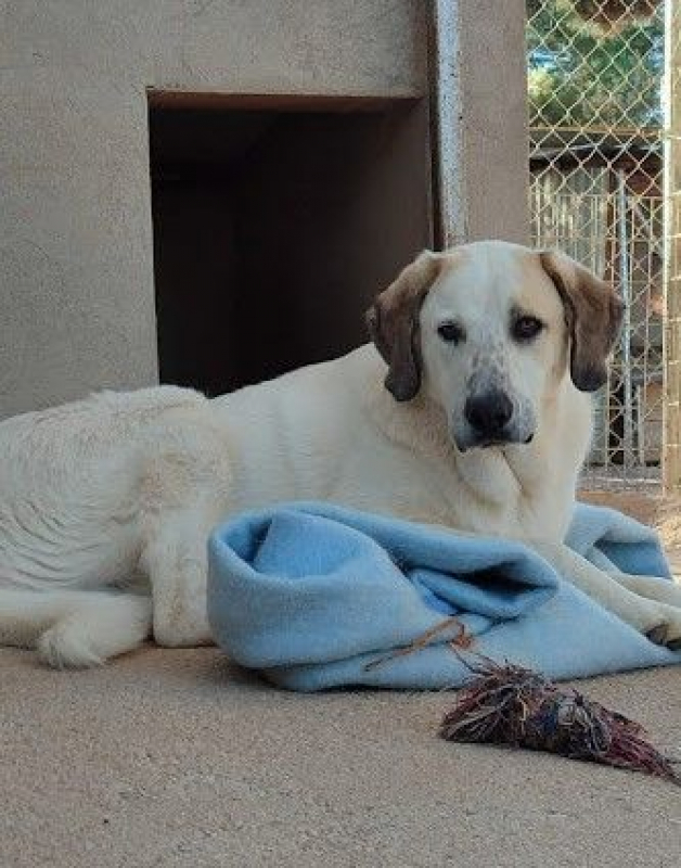 Photo #1 de SHERLOCK