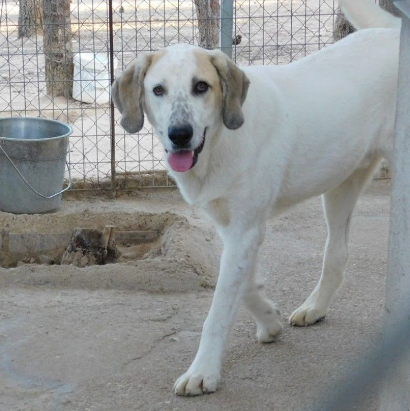 Photo #2 de SHERLOCK