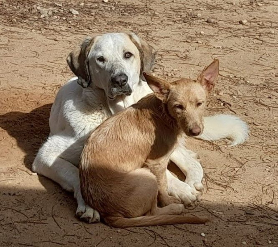 Photo #3 de SHERLOCK