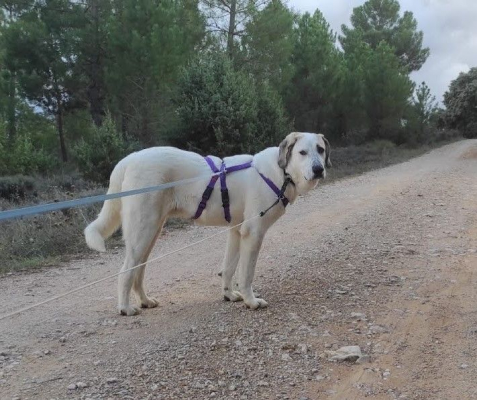 Photo #4 de SHERLOCK