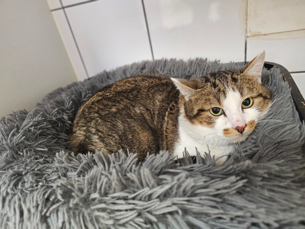 Photo #1 de Moumoutte