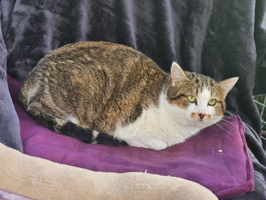 Photo #2 de Moumoutte