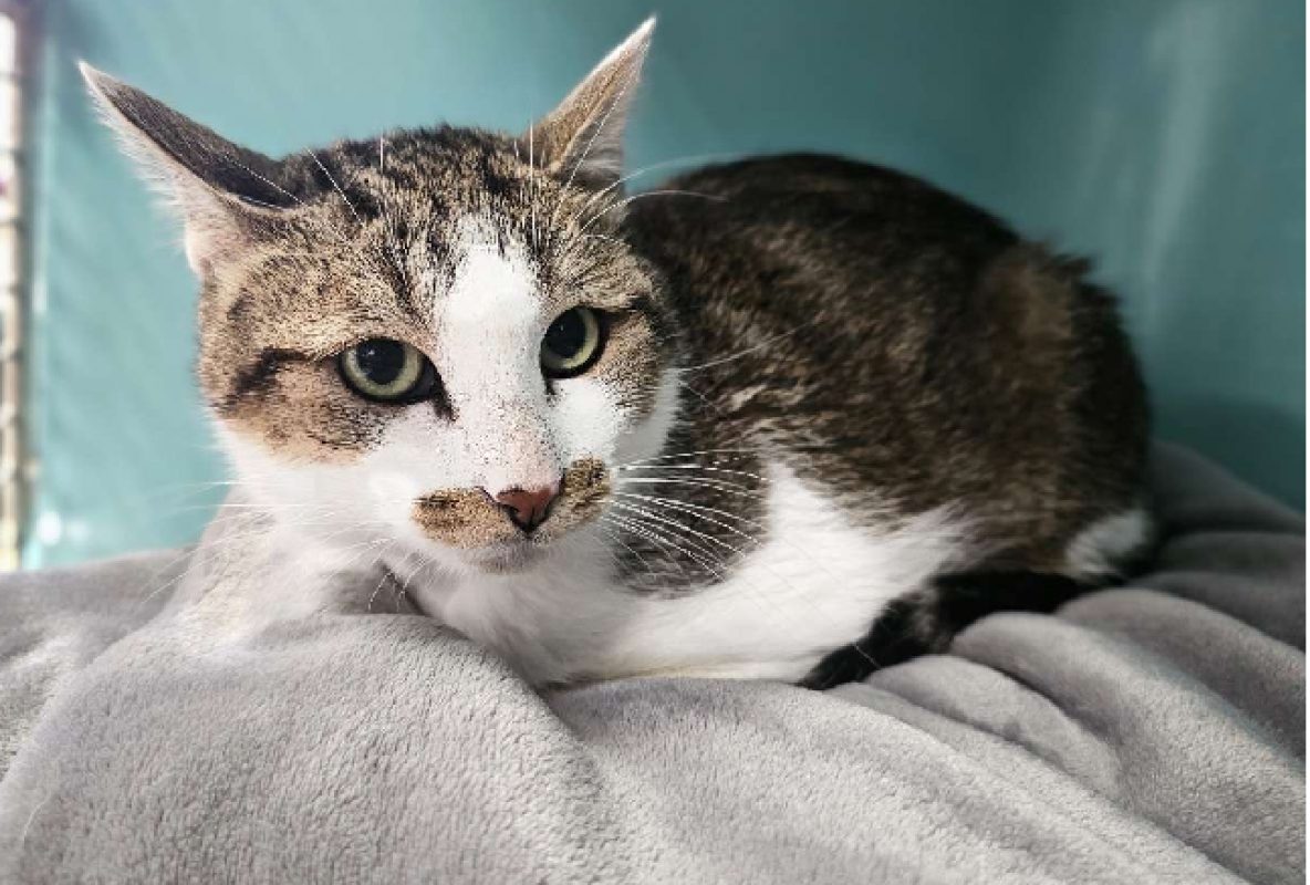 Moumoutte - Chat Européen à adopter - photo 4