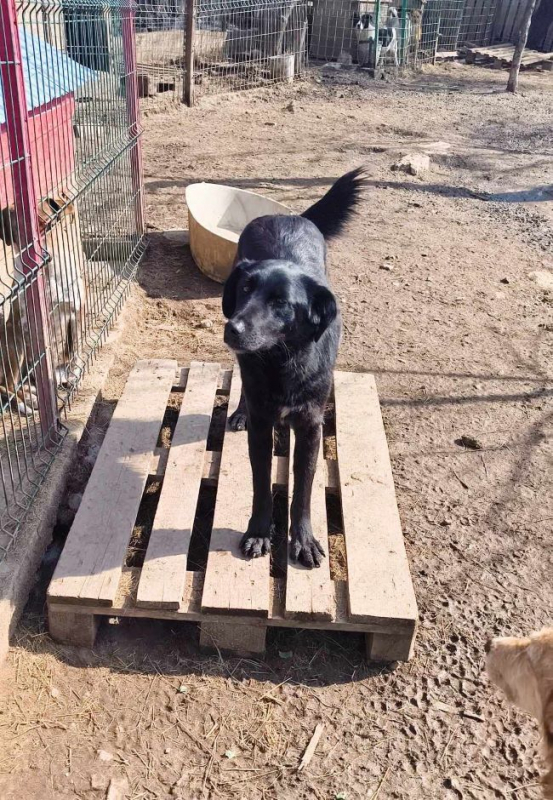 Photo #1 de Buttercup 