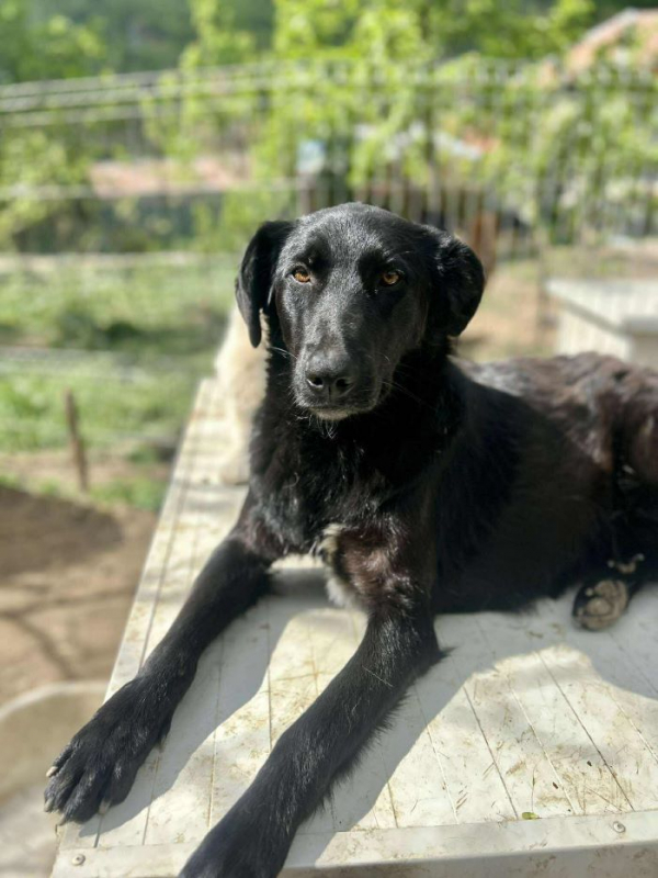 Photo #2 de Buttercup 