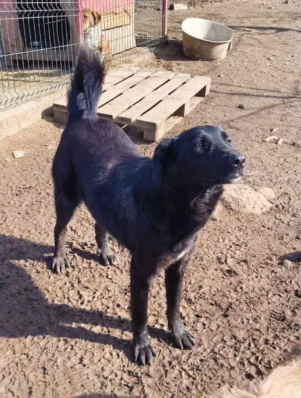 Photo #3 de Buttercup 