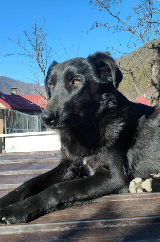 Photo #4 de Buttercup 