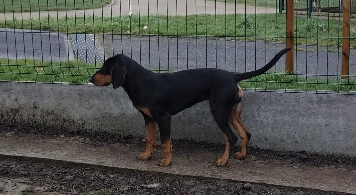 Photo #2 de Buggy réservé