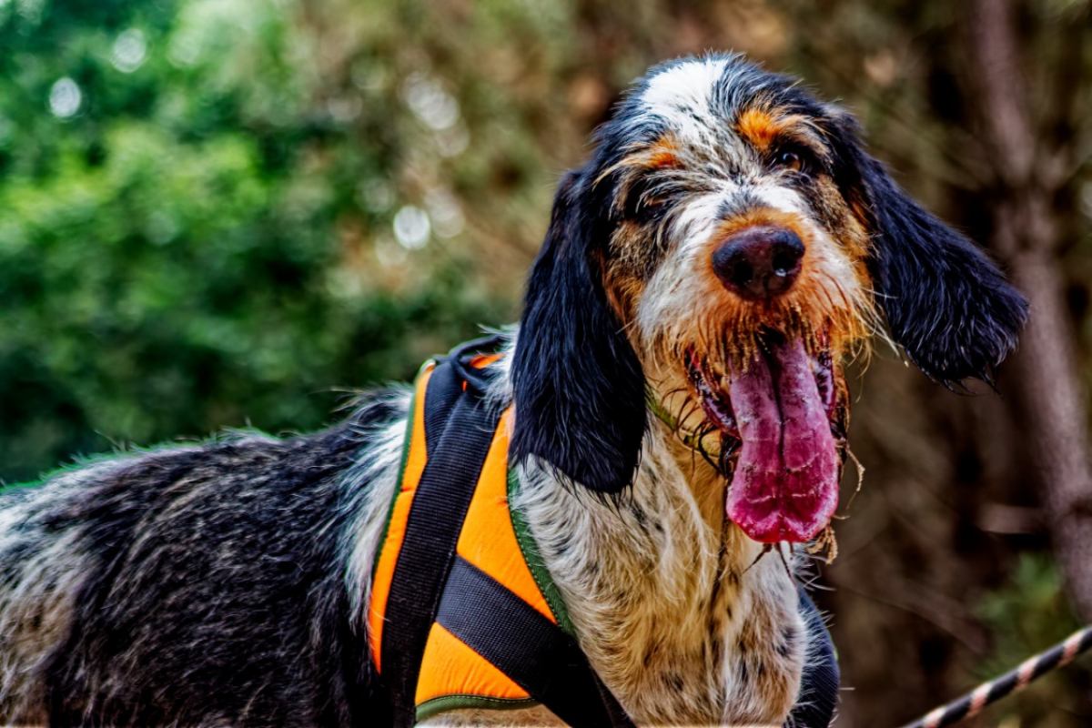 Dobby - Chien à adopter - photo 4