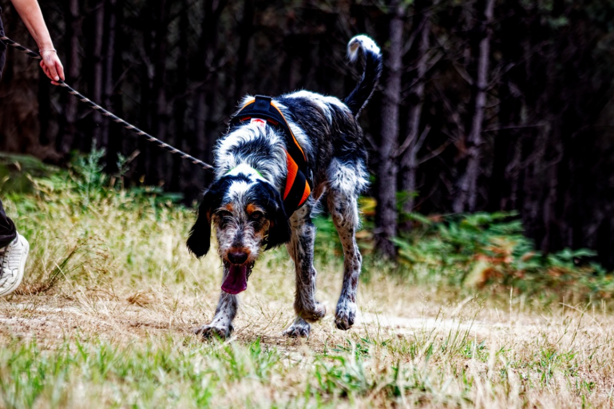 Dobby - Chien à adopter - photo 5