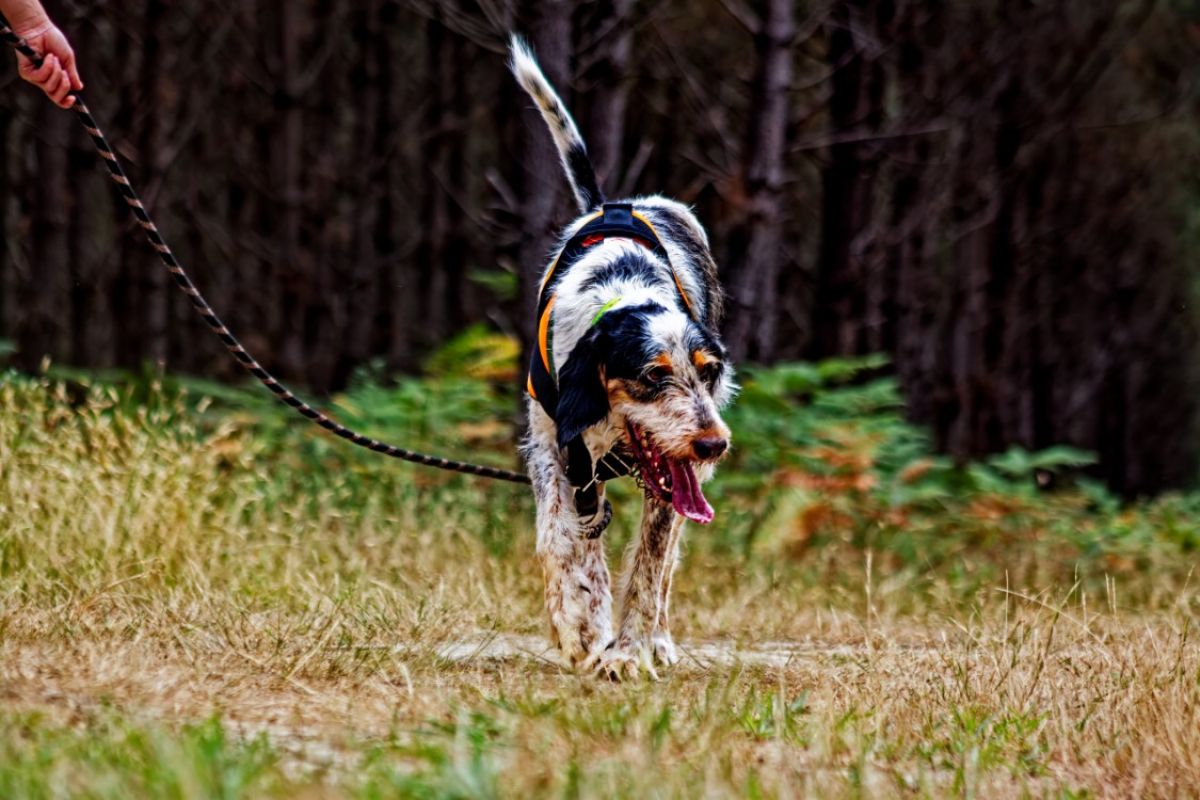 Dobby - Chien à adopter - photo 6