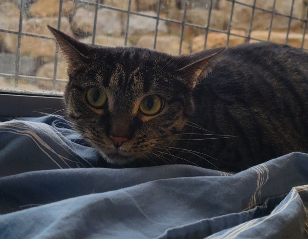 Photo #1 de Velleda dit mimine