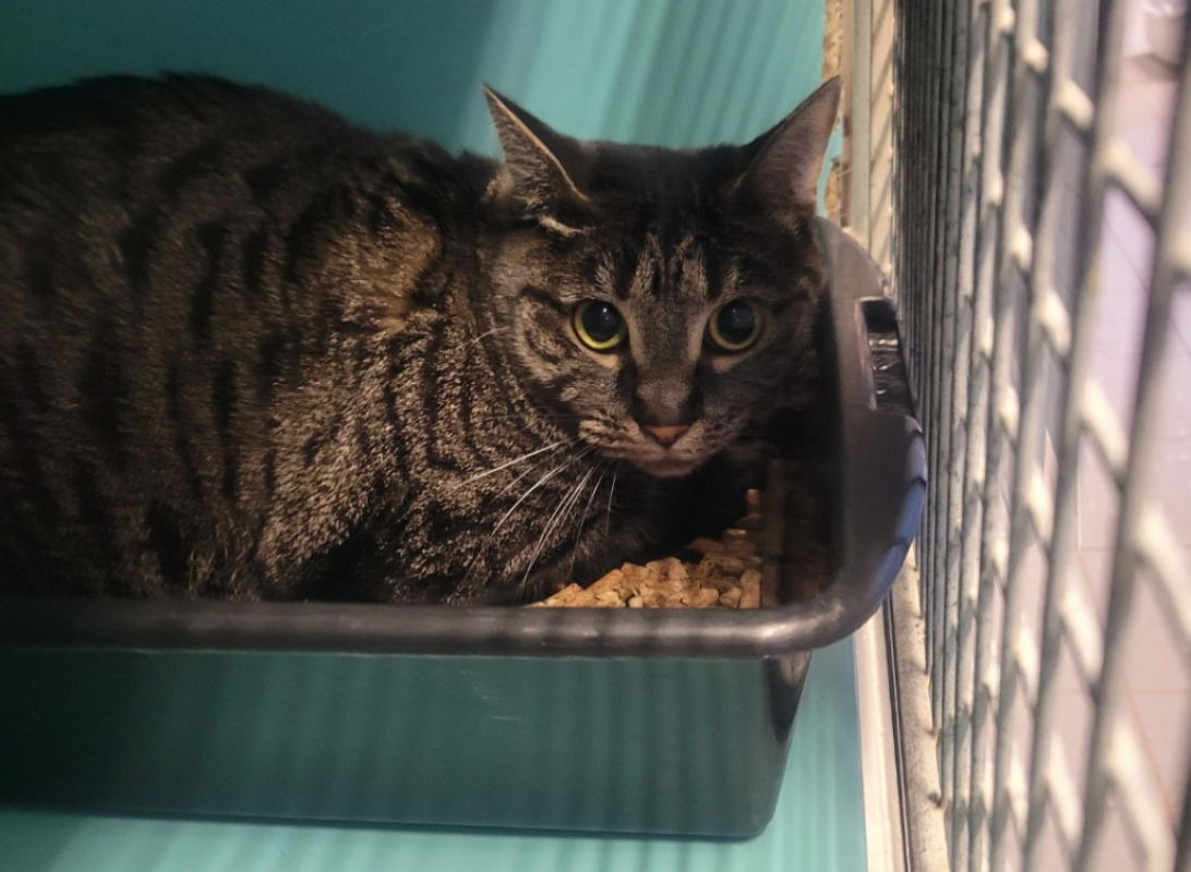 Photo #2 de Velleda dit mimine