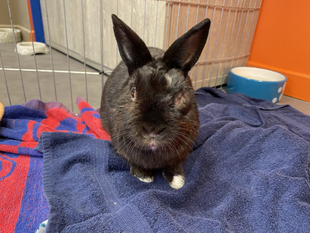 Photo #1 de Nesquick