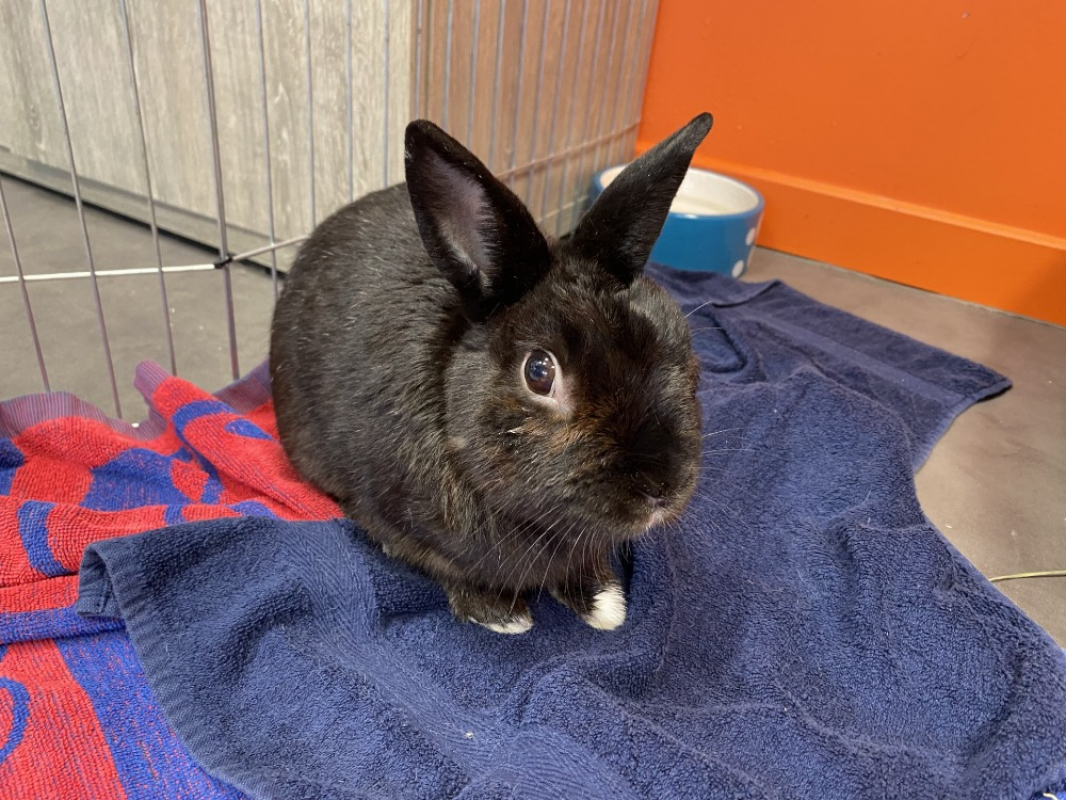 Photo #2 de Nesquick