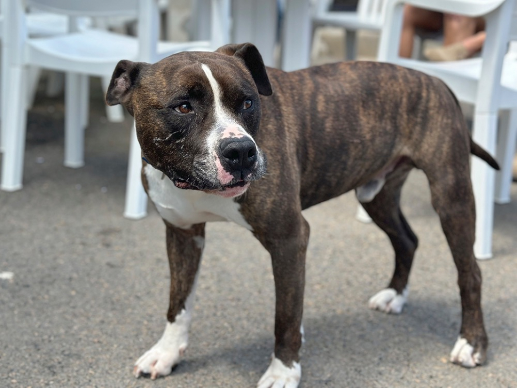 Photo #1 de Tyson