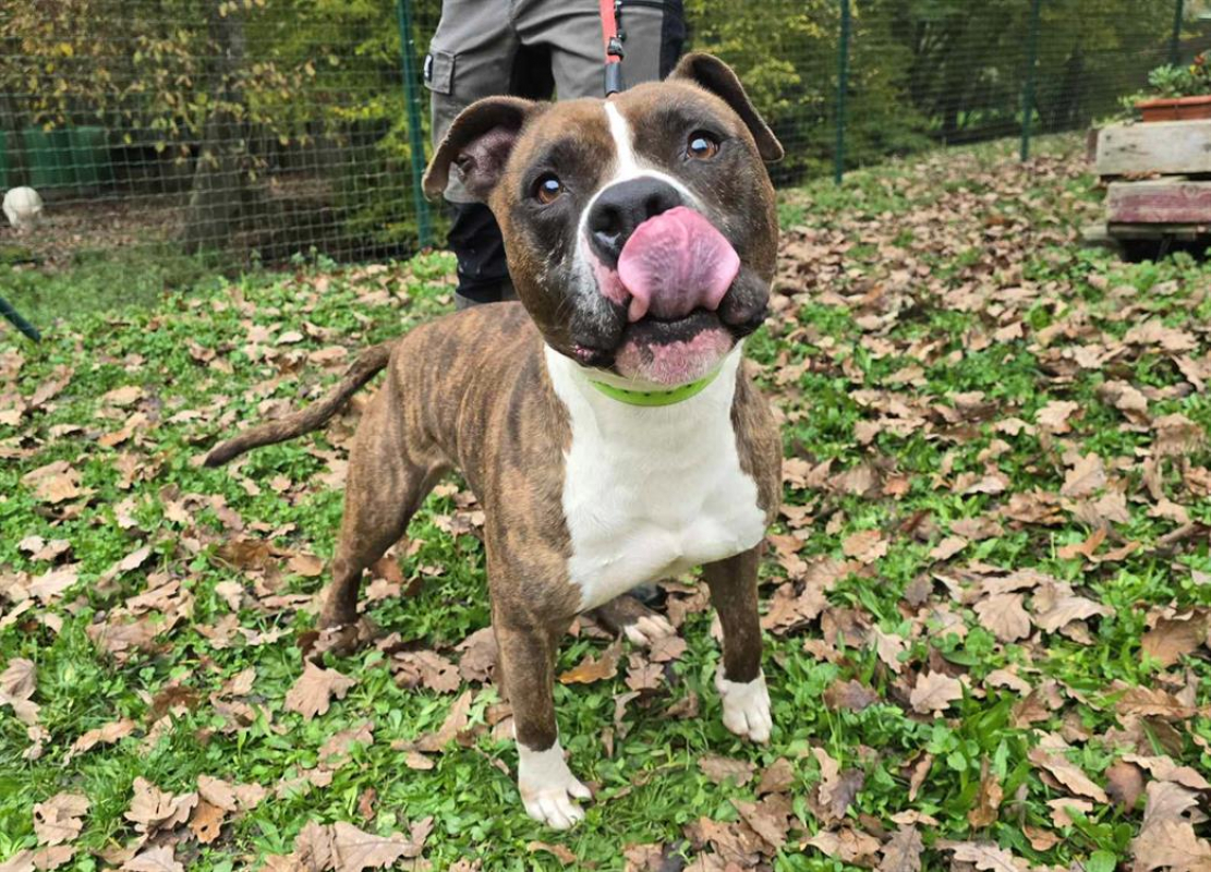 Photo #4 de Tyson