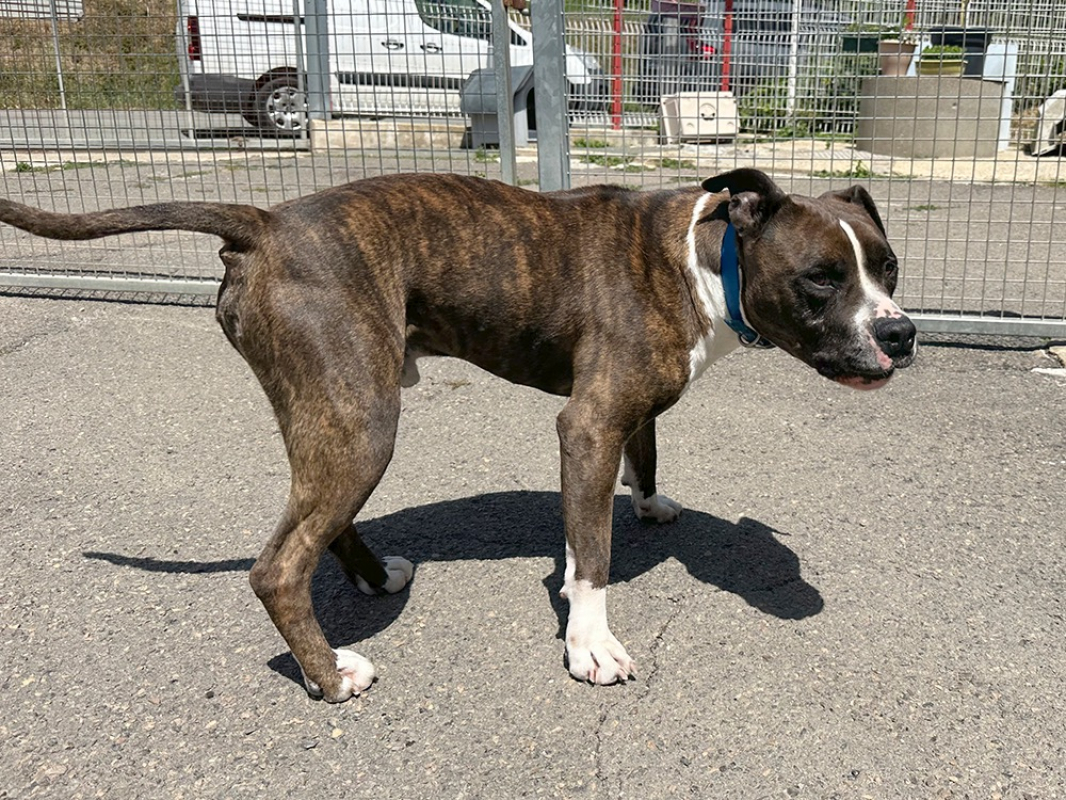 Photo #5 de Tyson