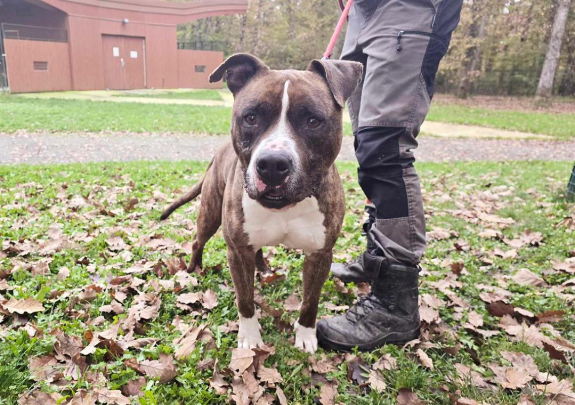 Photo #6 de Tyson