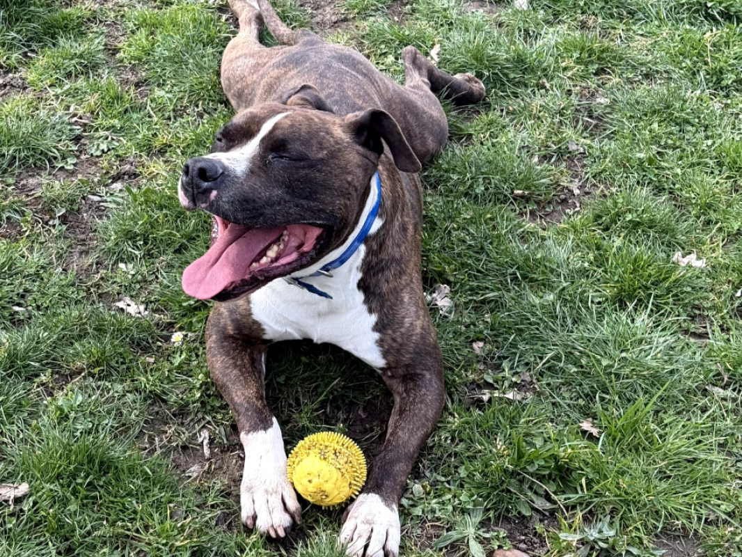 Photo #8 de Tyson