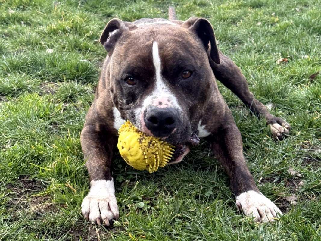 Tyson - Chien à adopter - photo 6