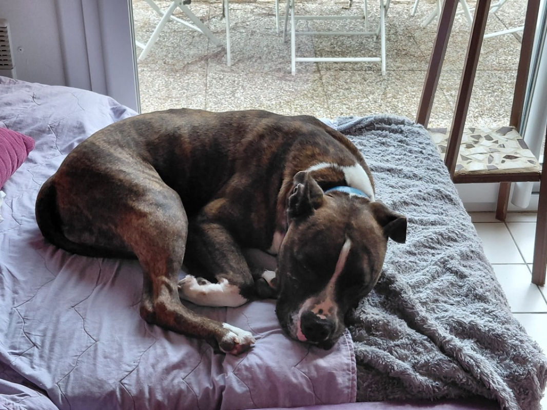 Tyson - Chien à adopter - photo 8