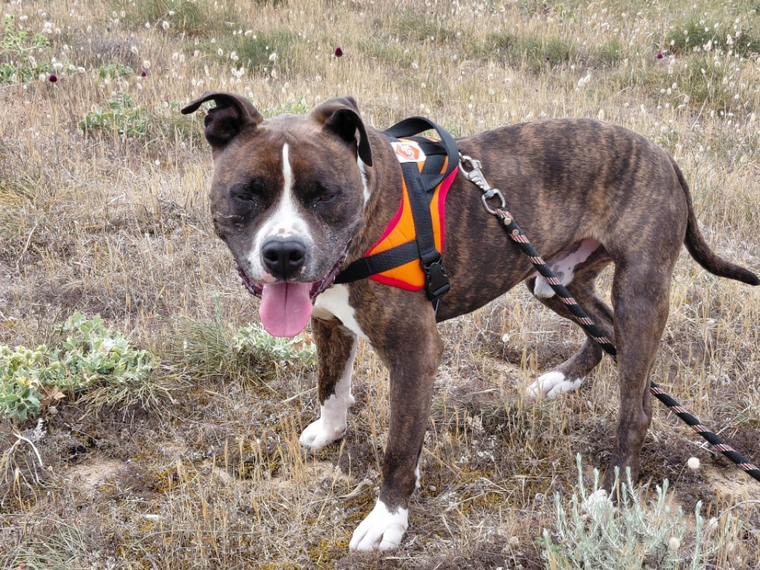 Tyson - Chien à adopter - photo 9