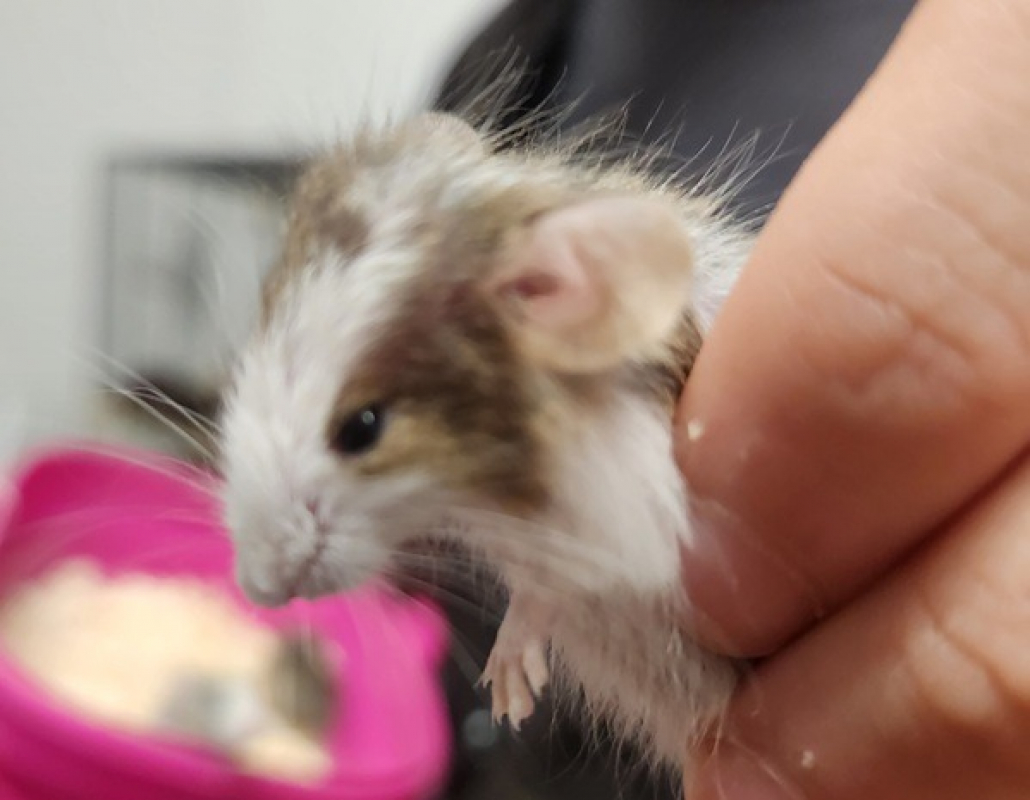 Photo de Ratatouille