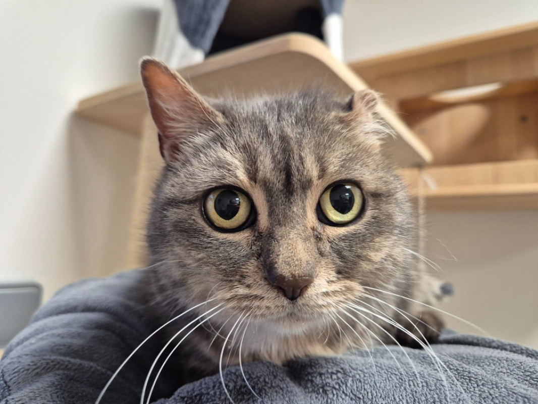 Photo #1 de Moumoute