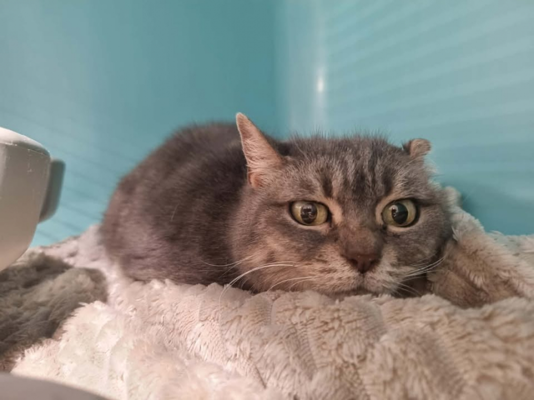 Photo #2 de Moumoute