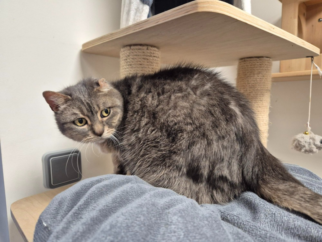 Photo #3 de Moumoute