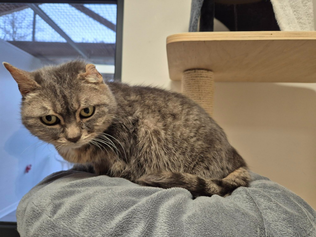 Photo #4 de Moumoute