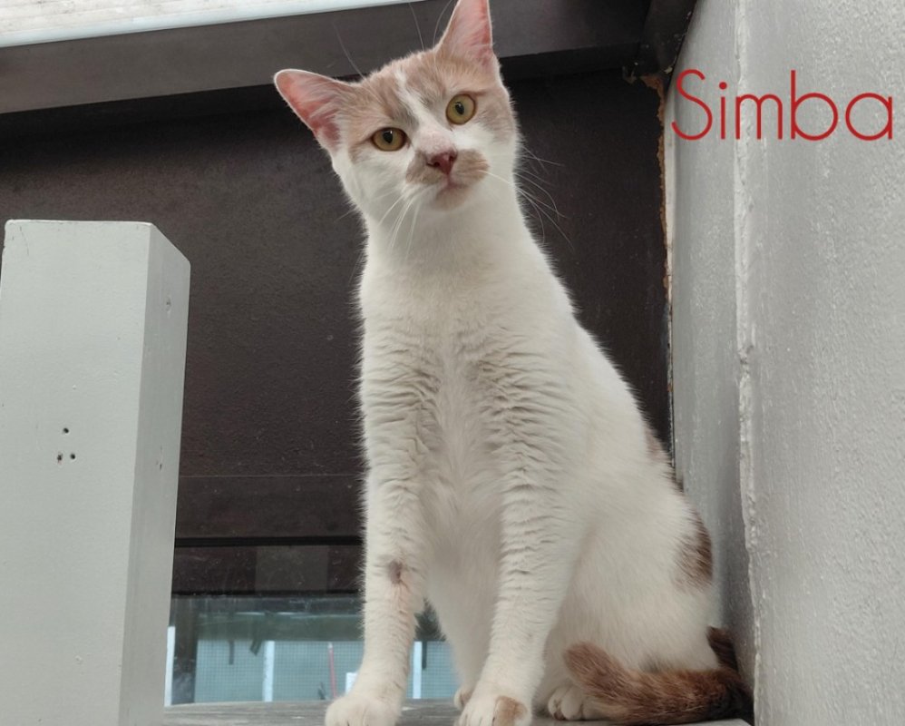 Photo #1 de Simba