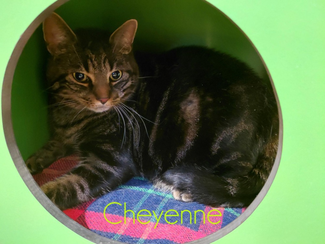 Photo #1 de Cheyenne