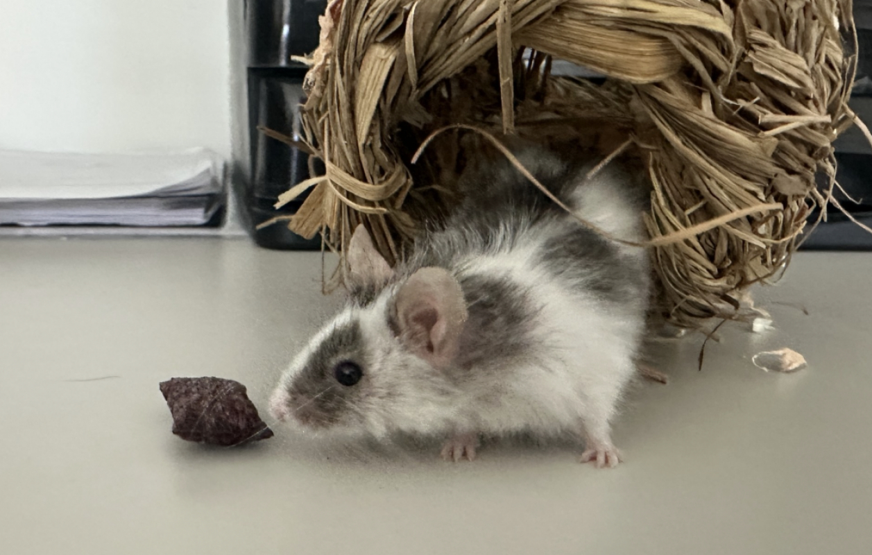 Photo #1 de Souris