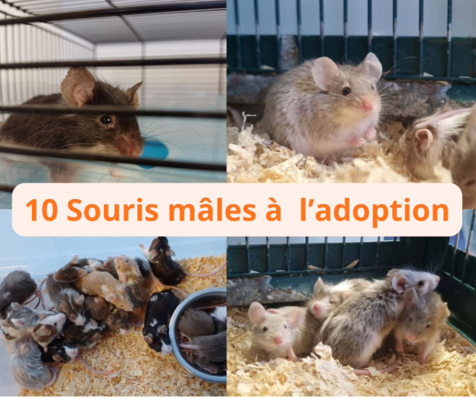 Photo #2 de Souris
