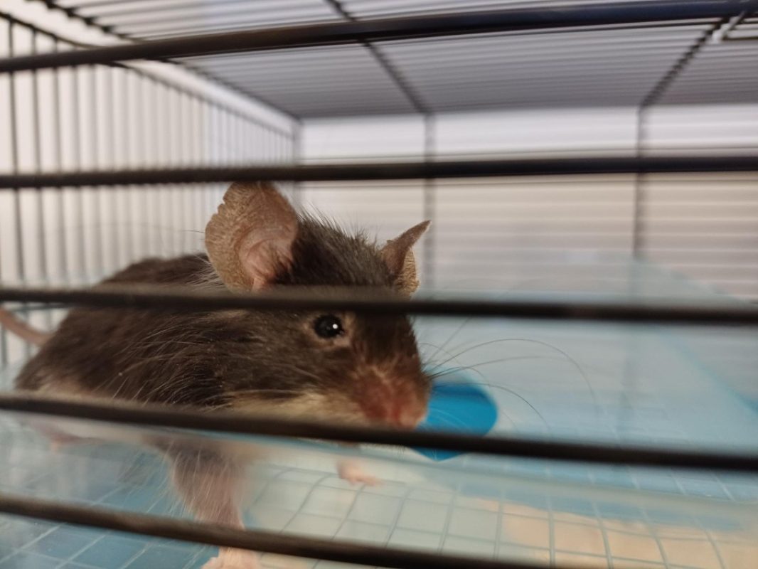 Souris - Rongeur Souris à adopter