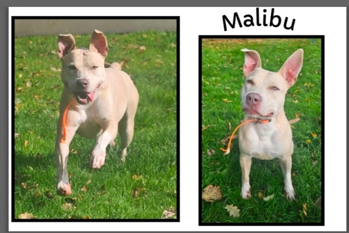 Photo de Malibu