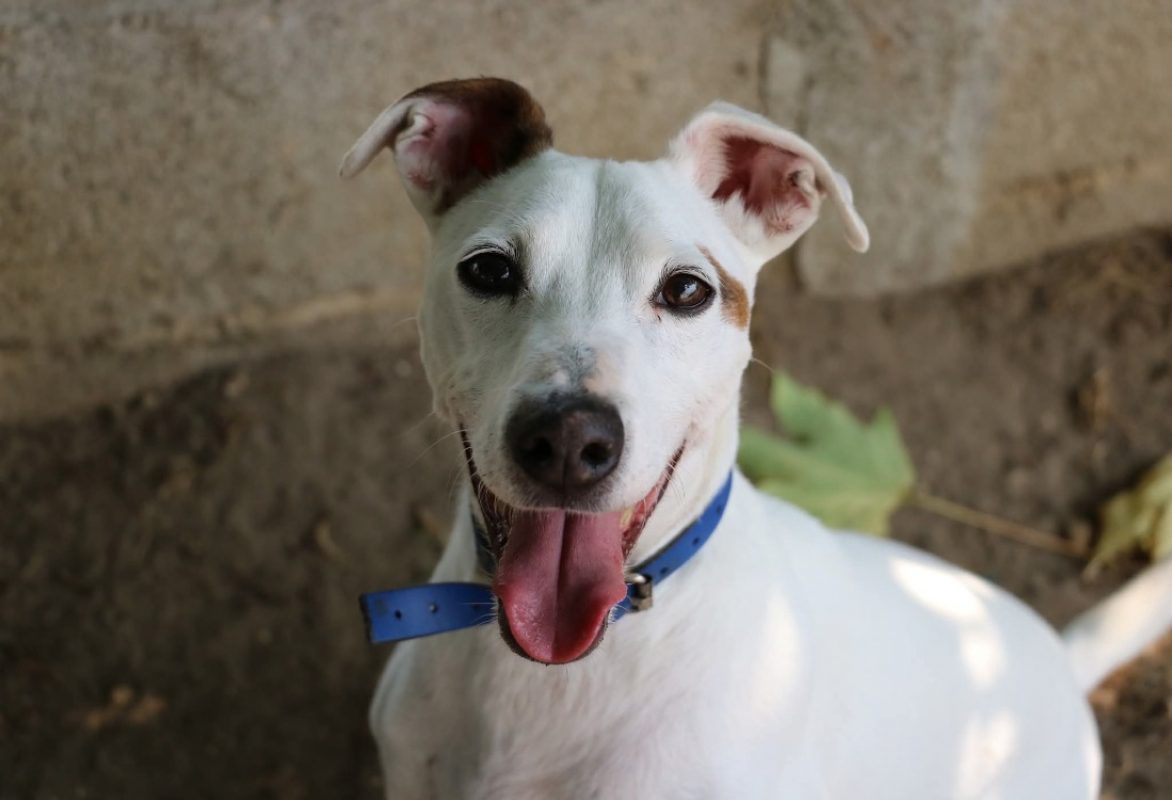 Myron - Chien à adopter