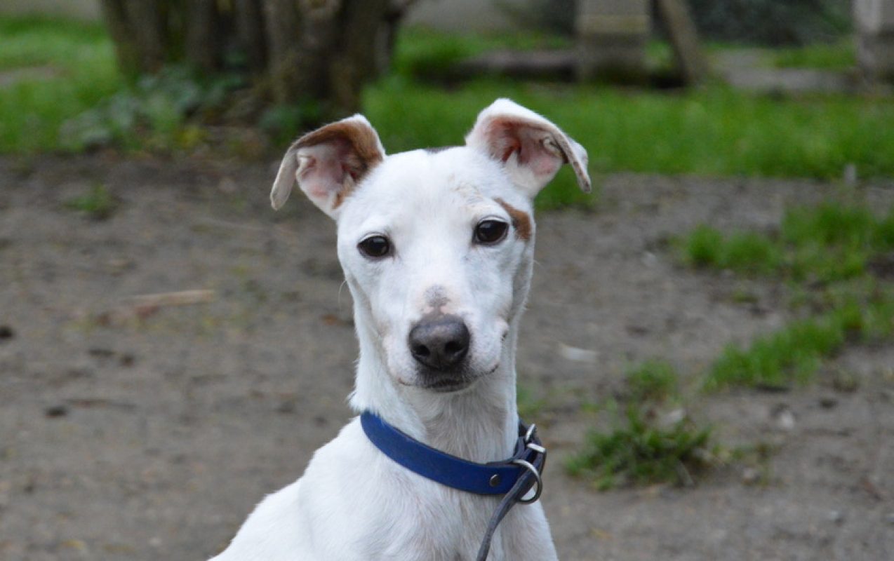 Myron - Chien à adopter - photo 2