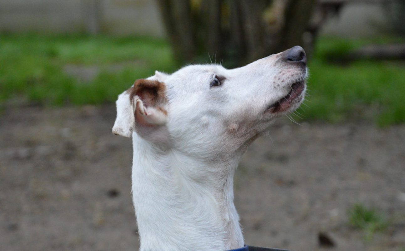 Myron - Chien à adopter - photo 3